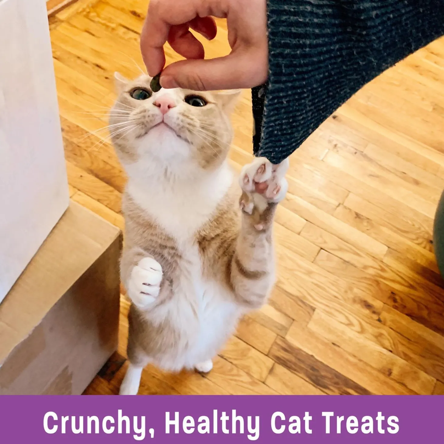 Kittles Chicken & Cranberries Recipe Cat Treats