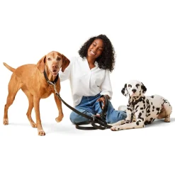 Leather Black Dog Collar