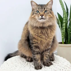 LitterBox with Scoop