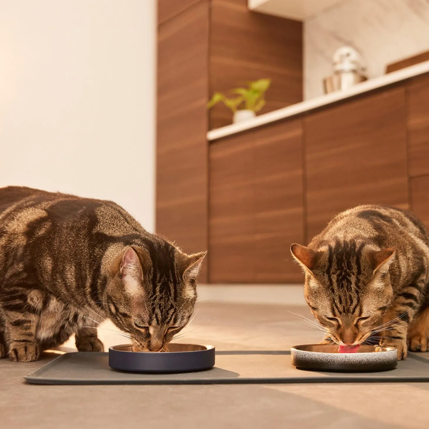 Low Double Wall Navy Feeding Bowl