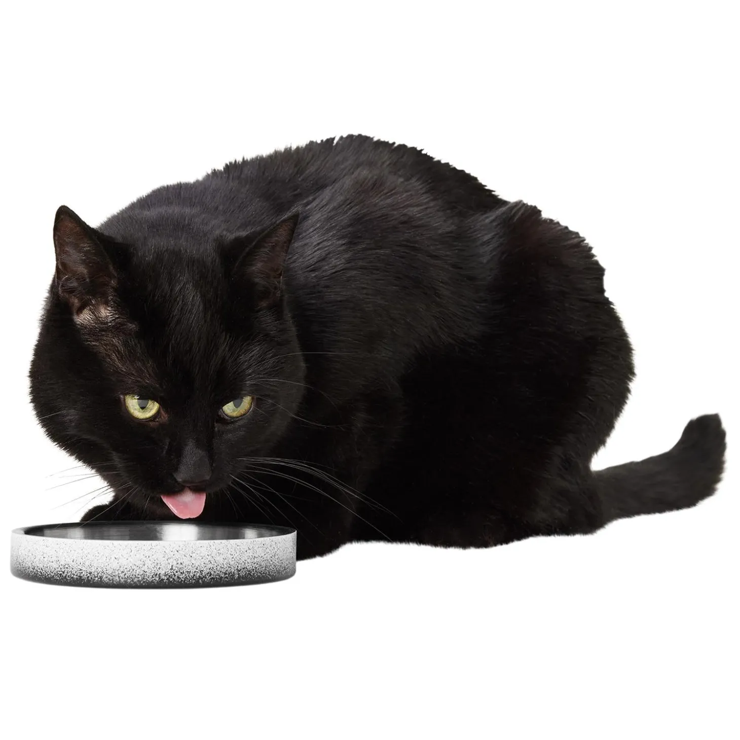 Low Double Wall Ombre Feeding Bowl