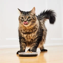 Low Double Wall Ombre Feeding Bowl