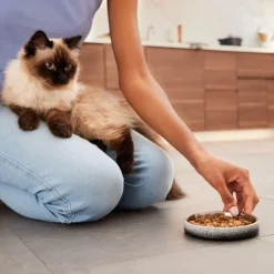 Low Double Wall Ombre Feeding Bowl
