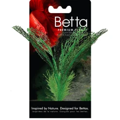 Madagascar Lace Betta Plant