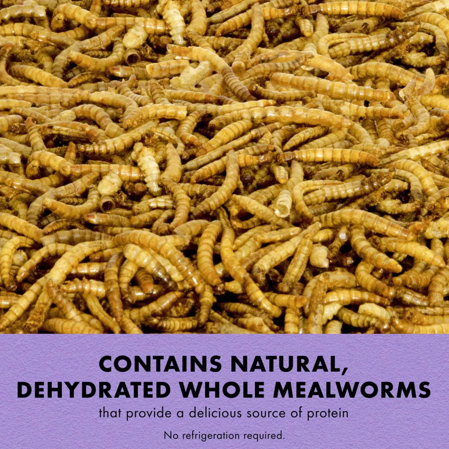 Mealworms Reptile Munchies Reptile Food