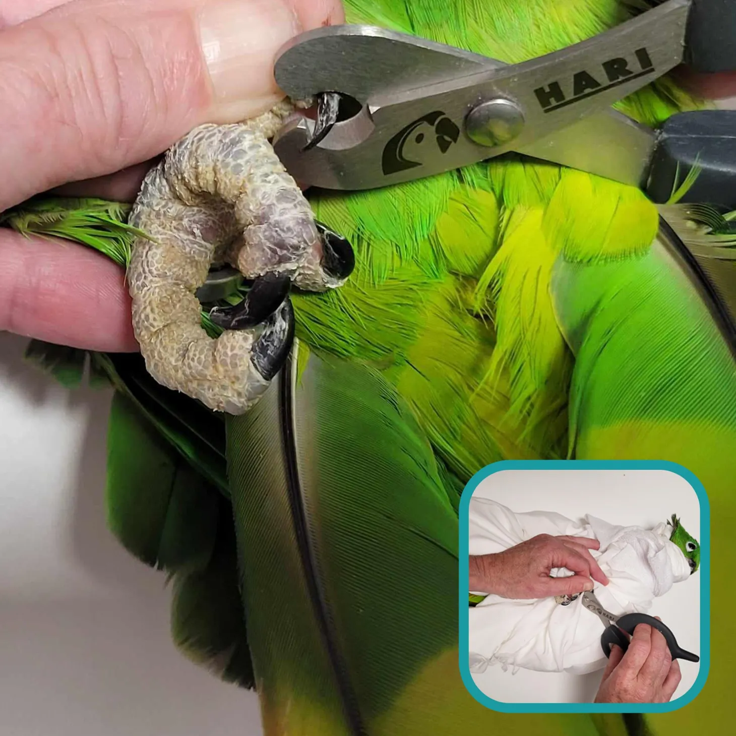 Nail Grooming Scissors for Birds