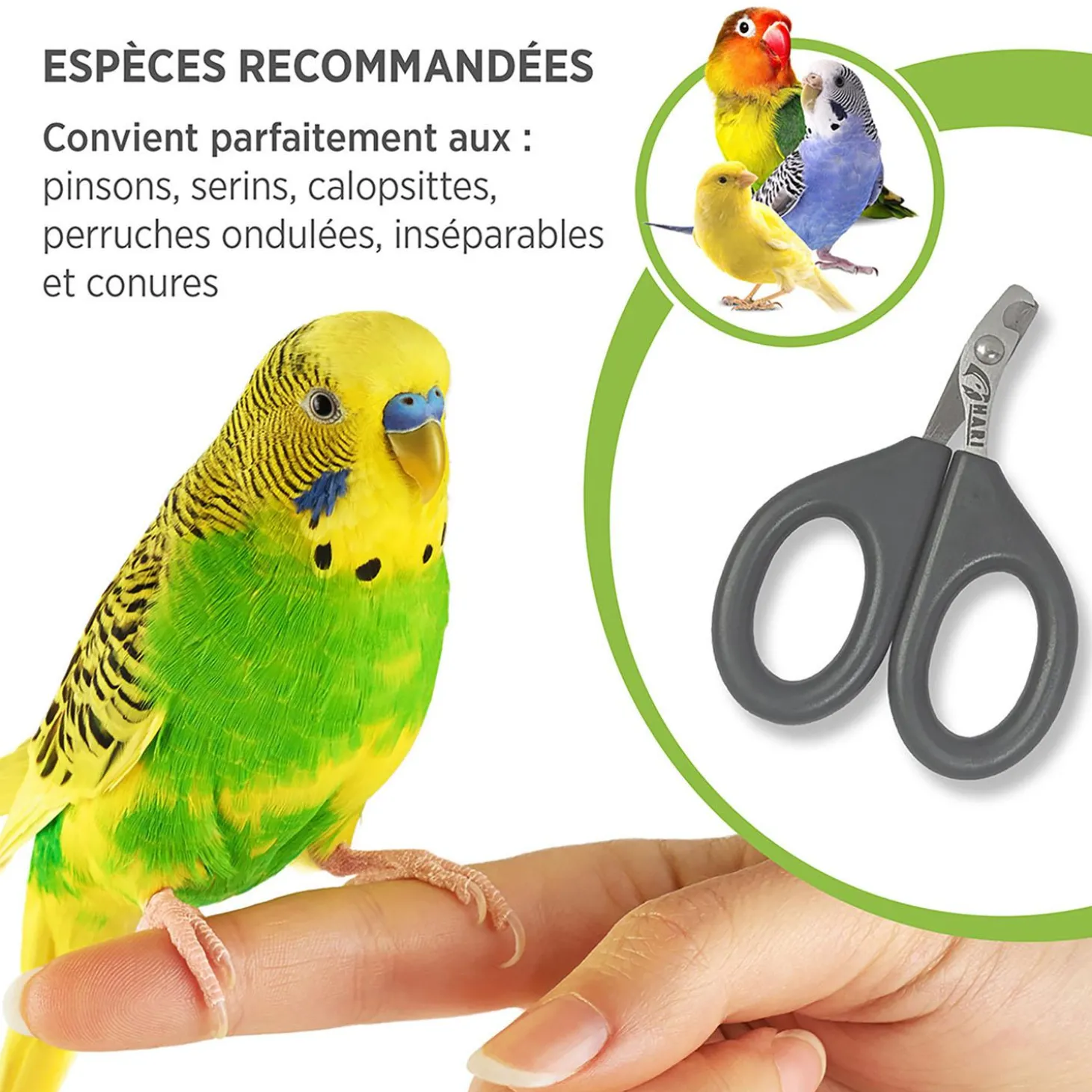 Nail Grooming Scissors for Birds