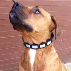 Natural Control Training Dog Collar Grey