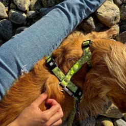 Neoprene Kiwi Dog H-Harness