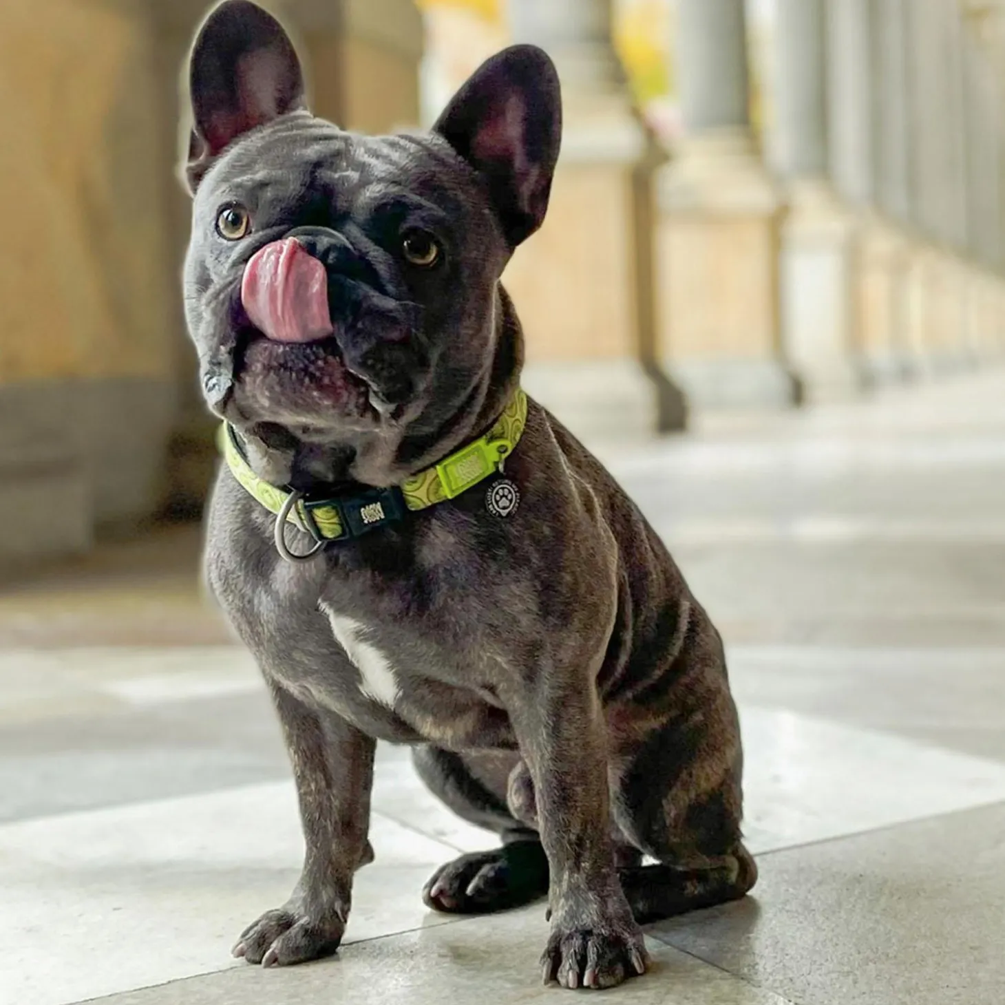 Neoprene SMART ID Kiwi Dog Collar