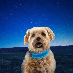 NiteDog Rechargeable LED Blue Dog Collar