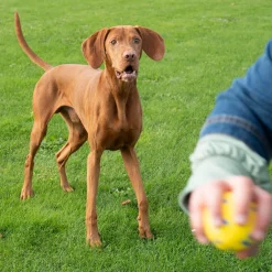 NITRO Weighted Ball Dog Toy