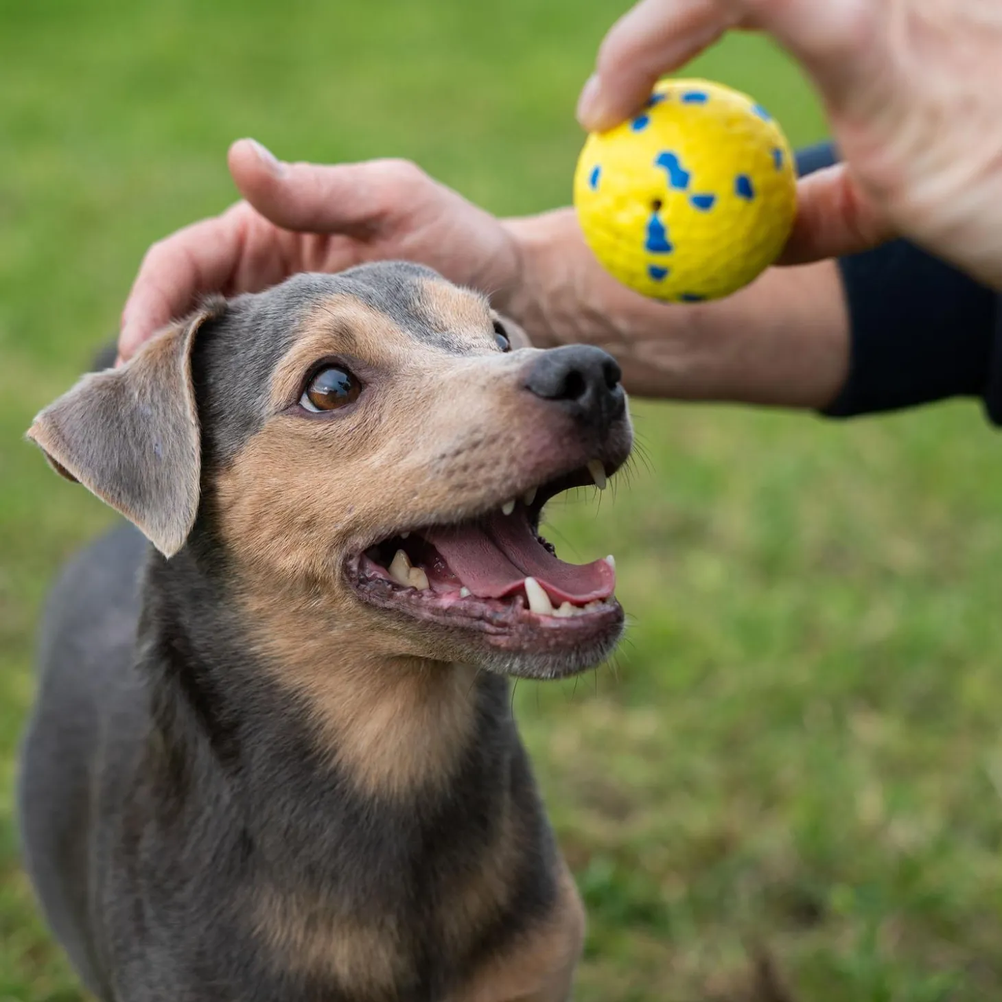NITRO Weighted Ball Dog Toy