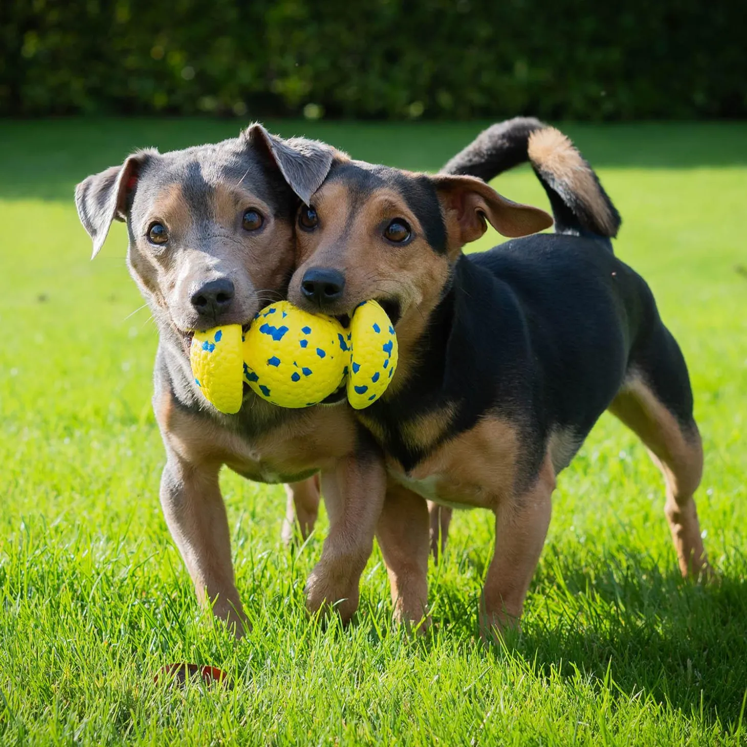 NITRO Weighted Grip Ball Dog Toy
