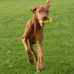 NITRO Weighted Grip Ball Dog Toy