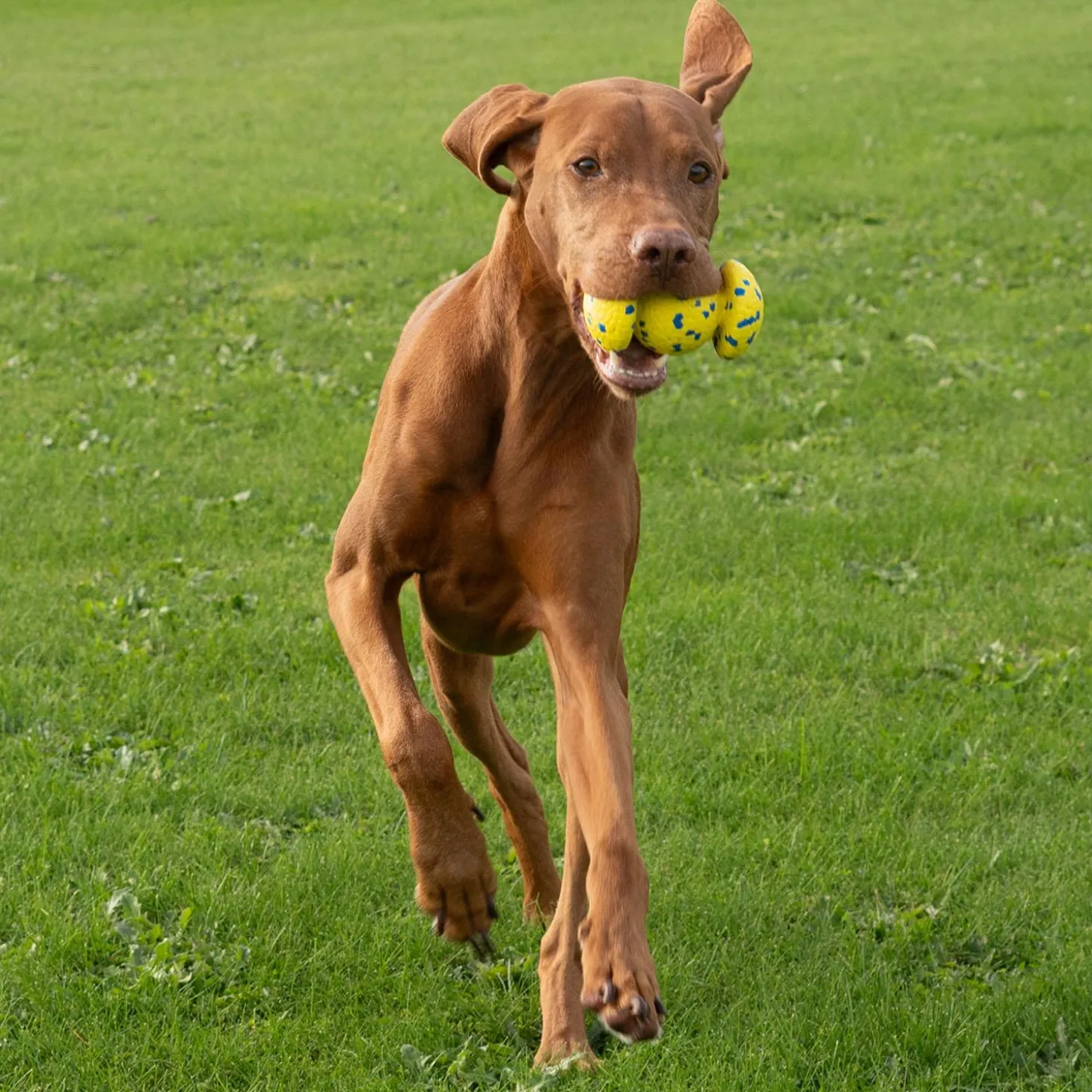 NITRO Weighted Grip Ball Dog Toy