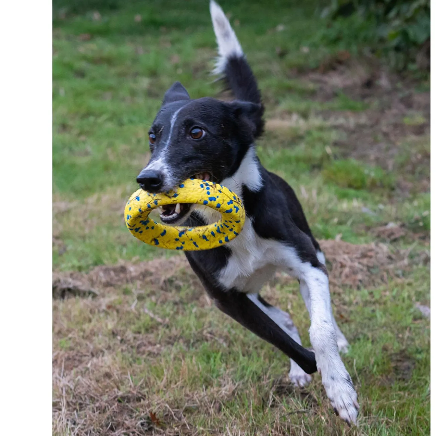 NITRO Weighted Ring Roller Dog Toy