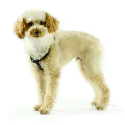 Nylon Adjustable Black Dog Harness