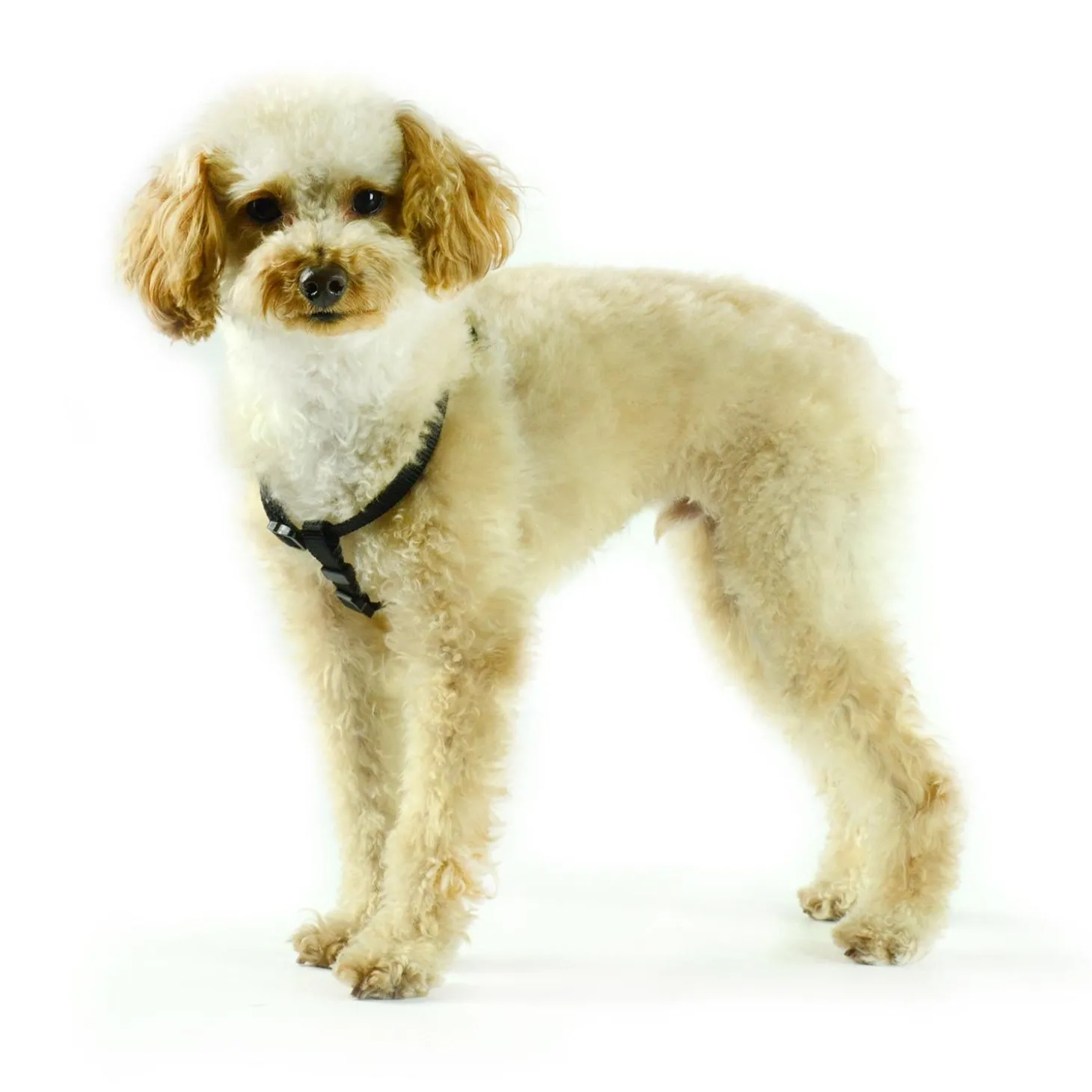 Nylon Adjustable Black Dog Harness