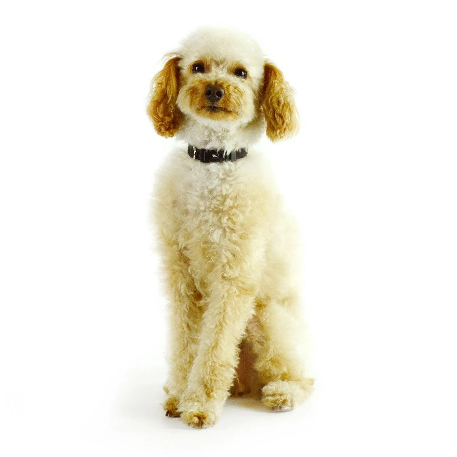 Nylon Adjustable Black Dog Collar