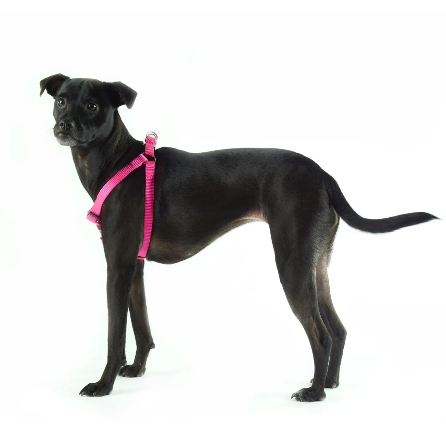 Nylon Adjustable Pink Dog Harness