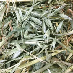 Oat Hay for Small Animals