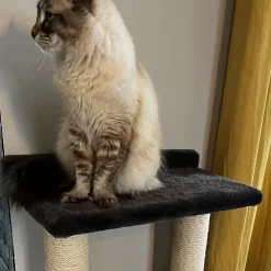 Origin Lodge Black Cat House