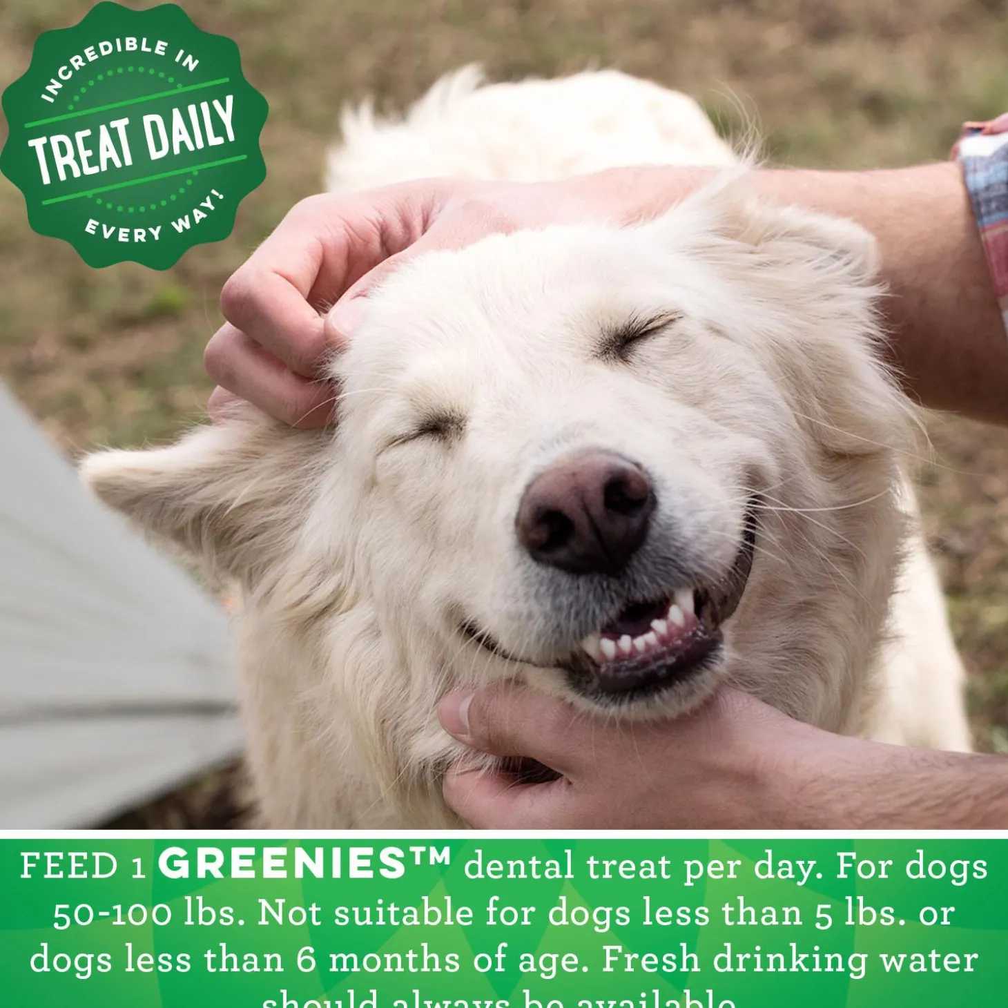 Original Large Dental Dog Treats