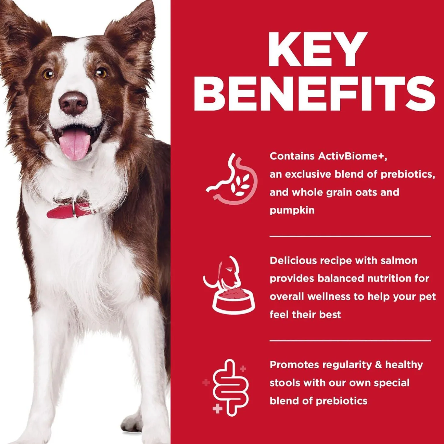 Perfect Digestion Salmon Whole Oats & Brown Rice Recipe Adult Dog Food