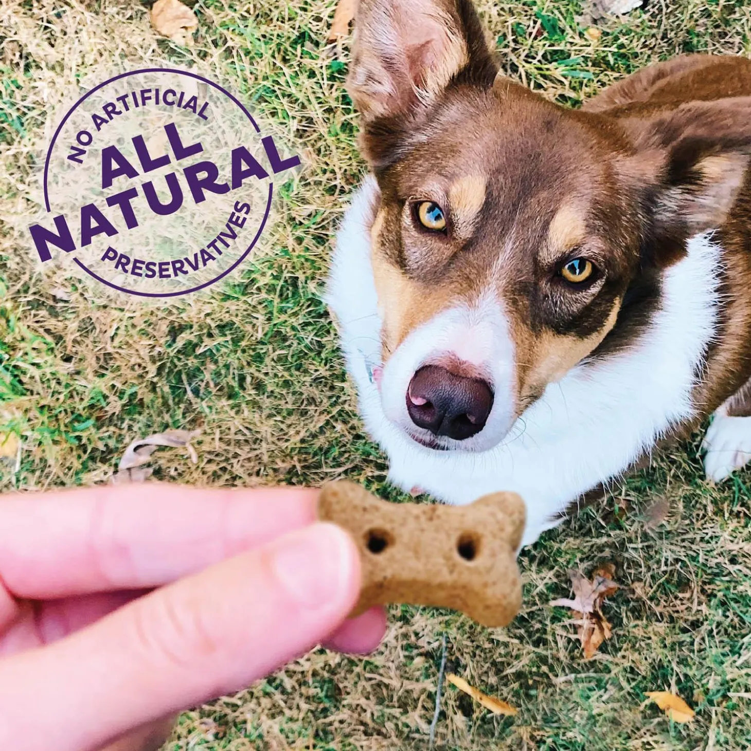 P-Nuttier Mini Dog Treats