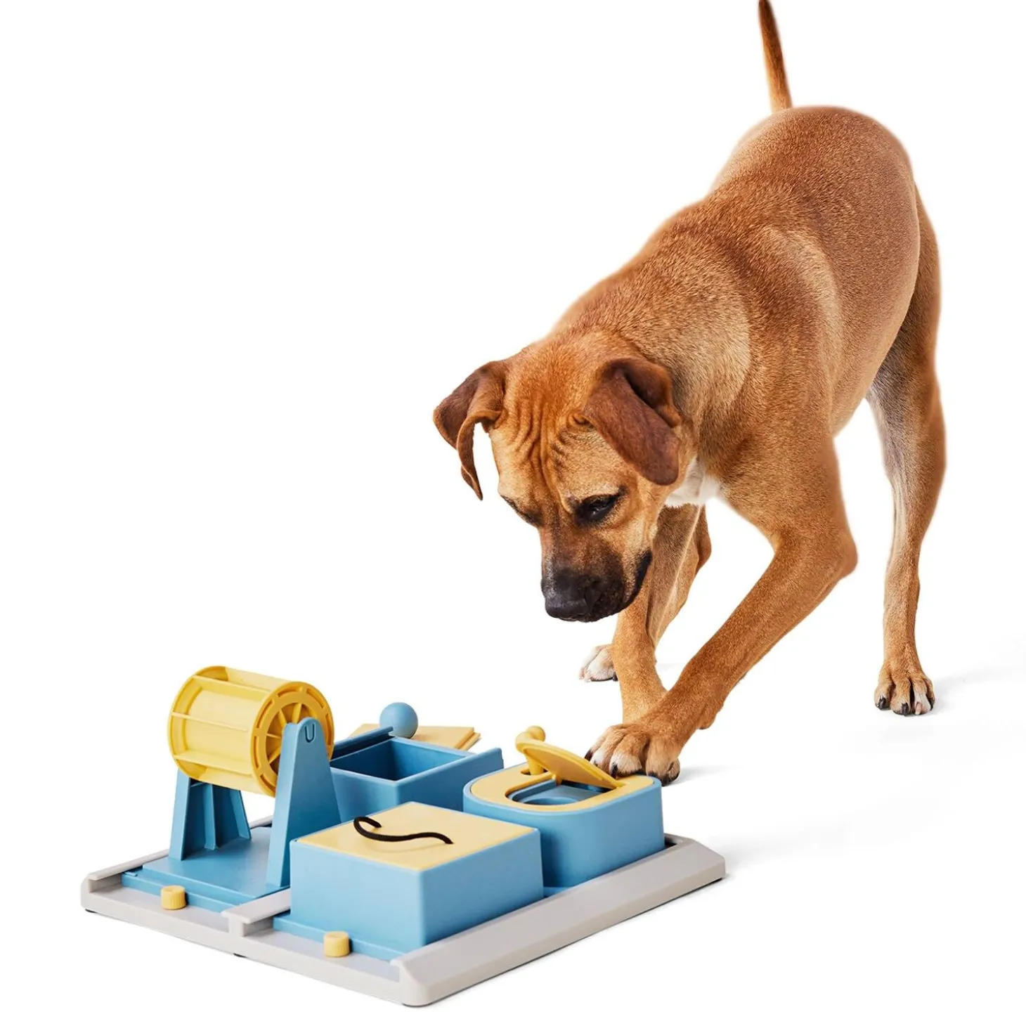 Poker Box Level 1 Puzzle Dog Toy