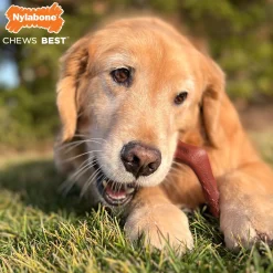 Power Chew Venison Tenderloin Flavour Elk Bone Dog Toy