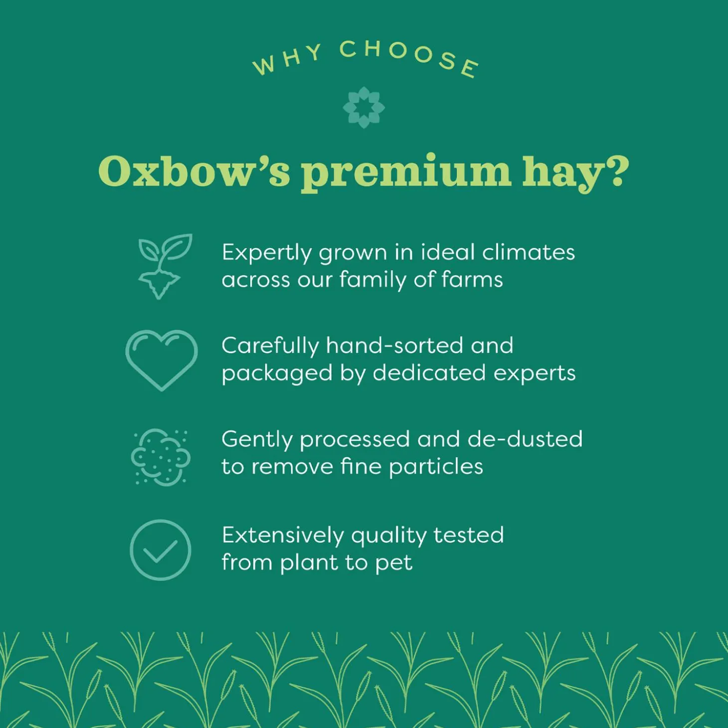 Prime Cut Soft & Lush Timothy Hay