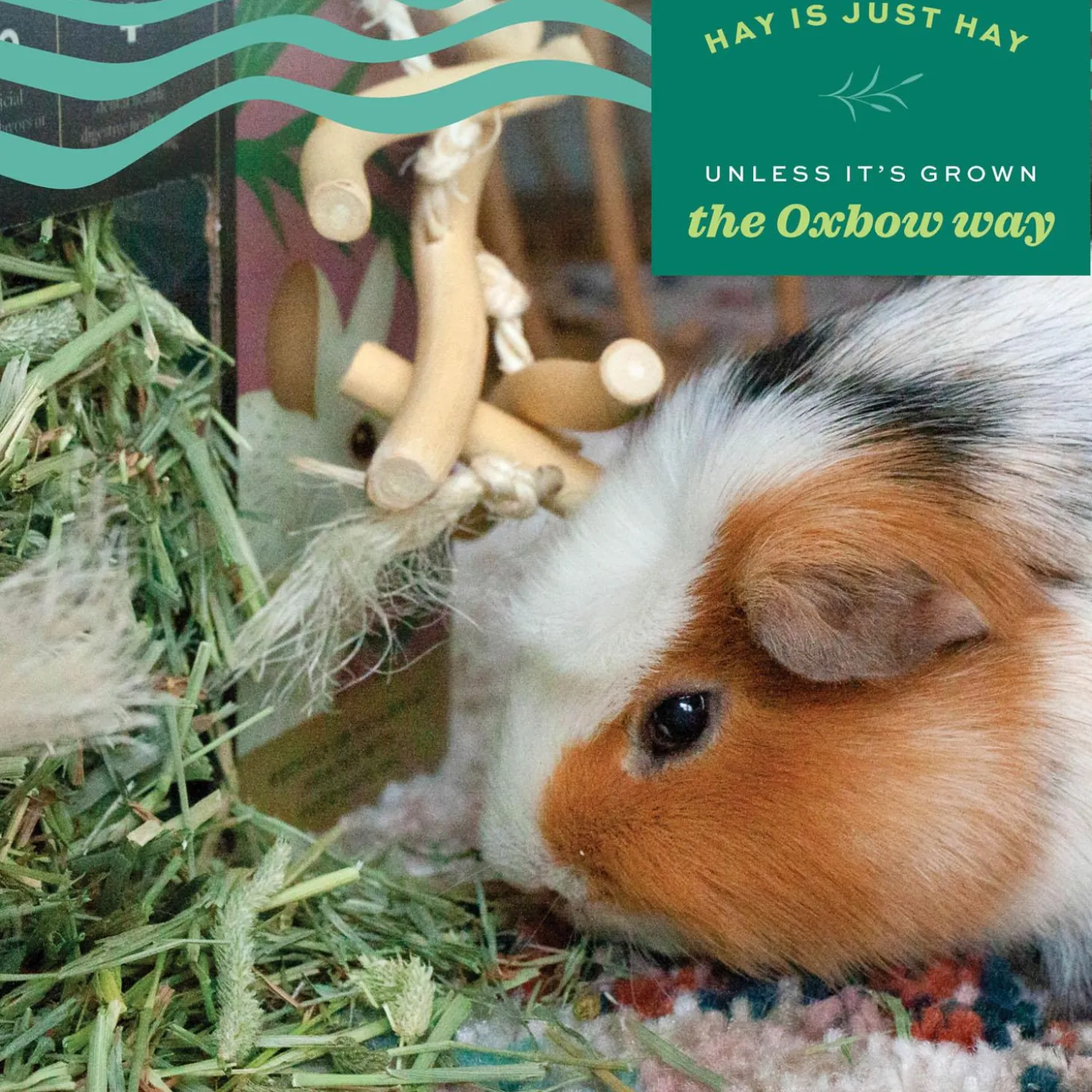 Prime Cut Soft & Lush Timothy Hay