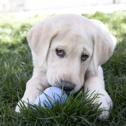 Puppy Assorted Colours Dog Toy