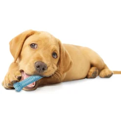 Puppy Chew Chicken Flavour Bone Blue Dog Toy
