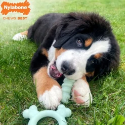 Puppy Chew Chicken Flavour Teething Tactile Ring Dog Toy