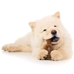 Puppy Ring Bone Chicken Flavour