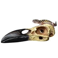 Raven Skull