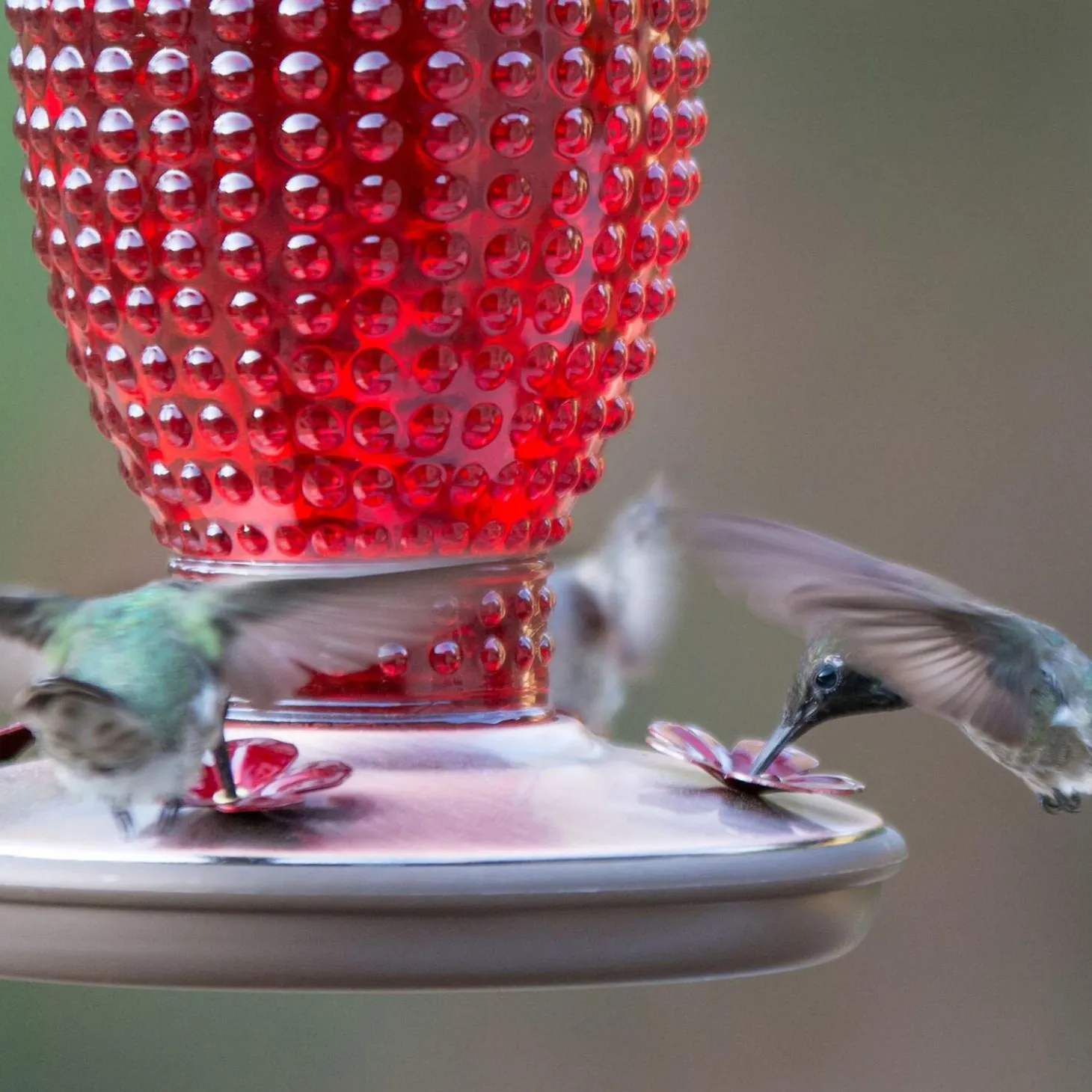 Red Hobnail Vintage Hummingbird Feeder