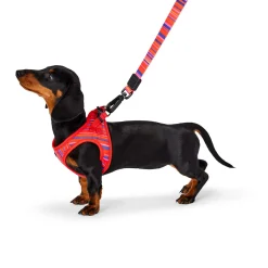 Red Stripe Dog Leash