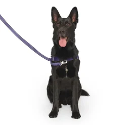Re-Direct Purple & Lavender Dog Harness