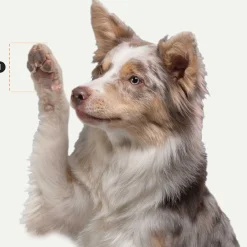 Regular All Season All Terrain Black Dog Boots