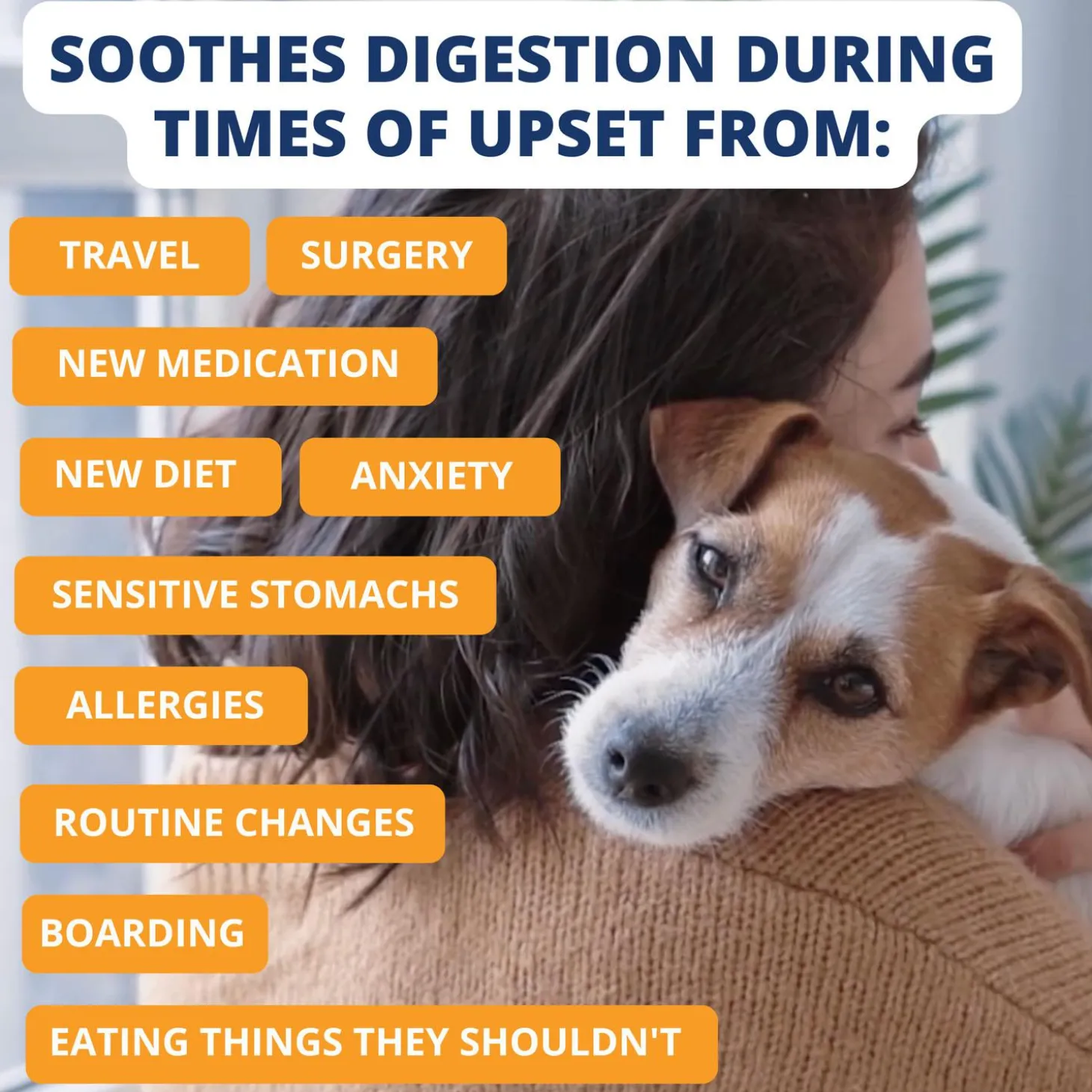 Rice, Chicken & Pumpkin Freeze Dried Bland Dog Diet