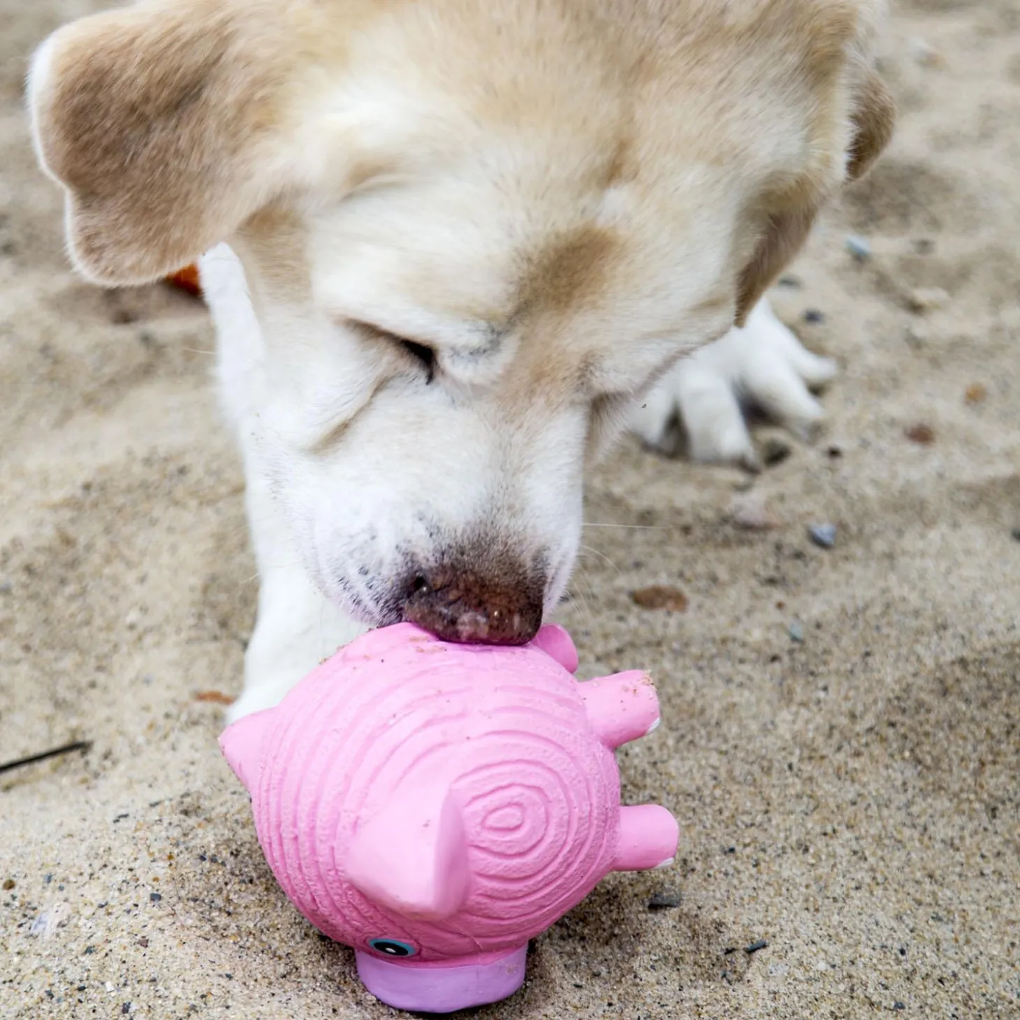 Ruff-Tex Hamlet the Pig Dog Toy