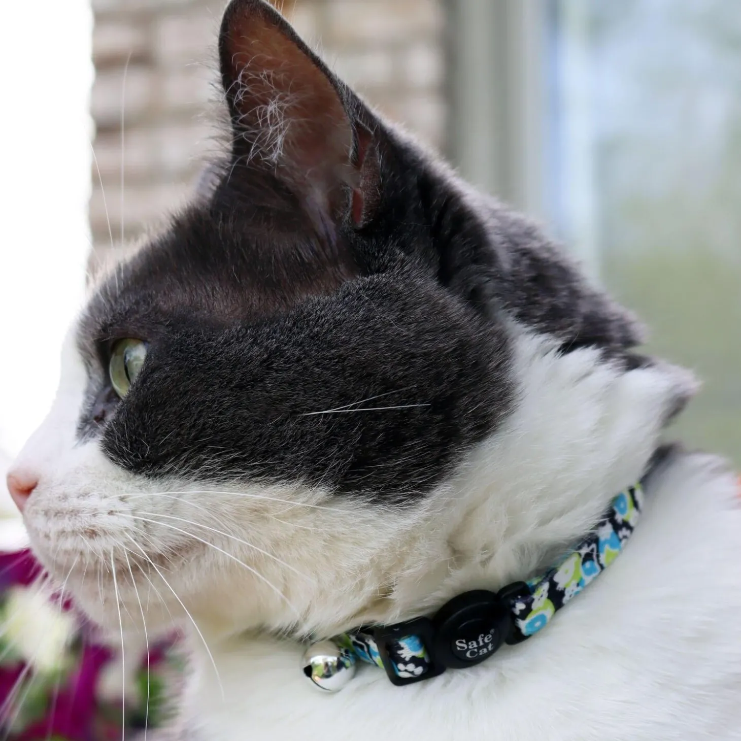 Safe Cat Fashion Adjustable Breakaway Morris Animal Cat Collar