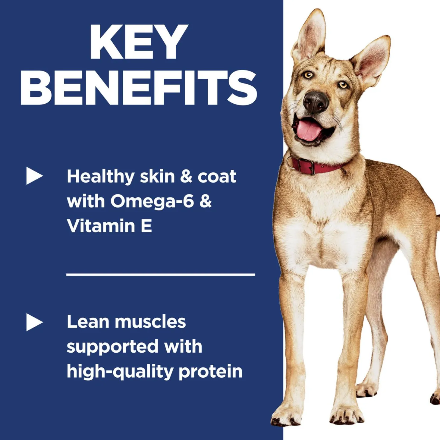 Salmon & Brown Rice Recipe Adult Dog Food