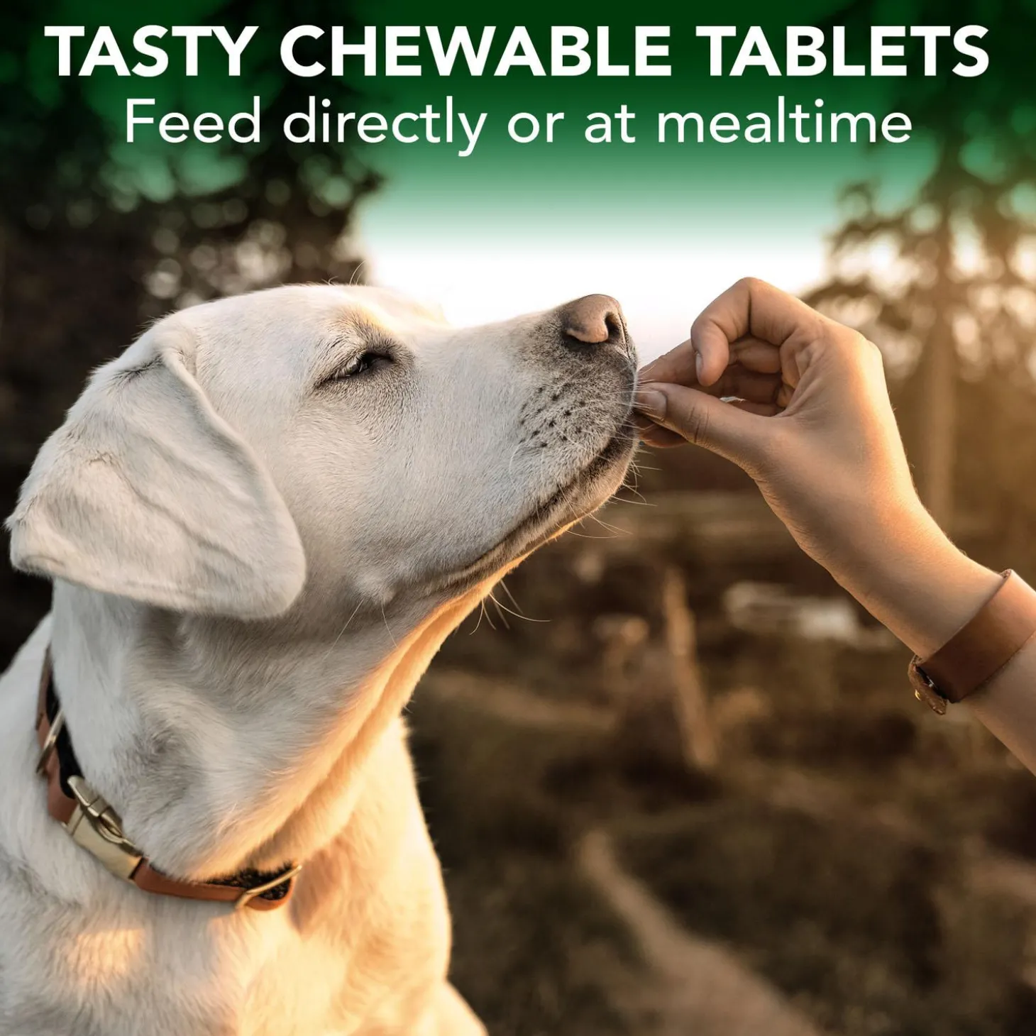 Seasonal Allergy Support Dog Supplement