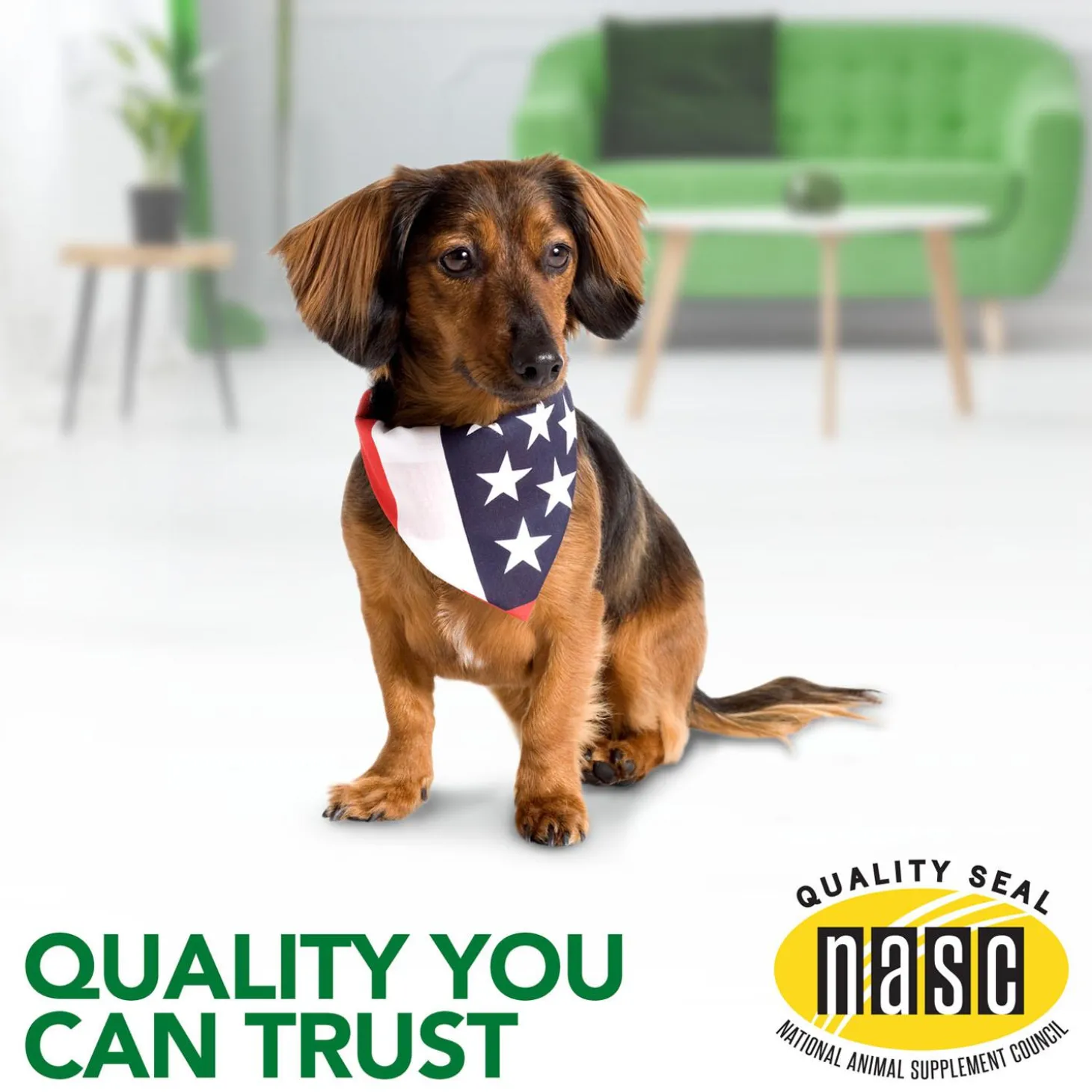 Seasonal Allergy Support Dog Supplement