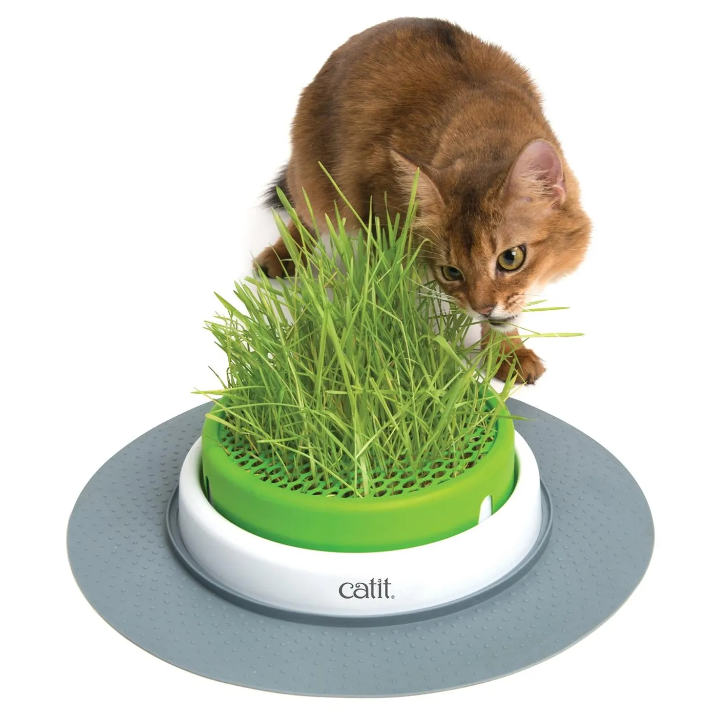Senses 2.0 Grass Planter